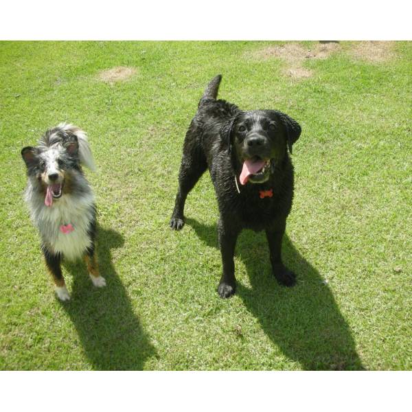 Preços de Hotéis para Cães em Itapevi - Hotel para Cães em SP