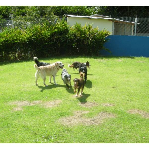 Preços de Hotéis para Cão na Cidade Jardim - Hotel para Cães no Itaim Bibi