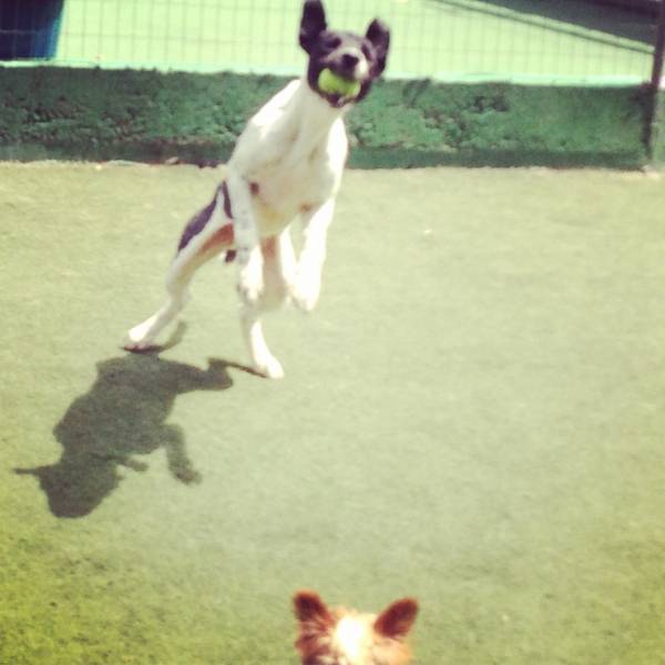 Preços de Hoteizinhos de Cachorro  no Jardins - Hoteizinhos para Cão