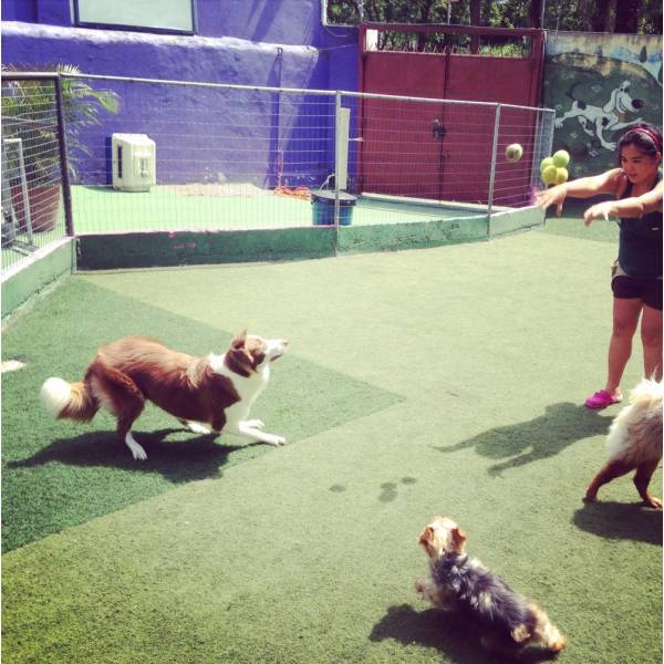 Preços de Hoteizinhos para Cachorro  em Barueri - Hotelzinho para Cachorro Preço