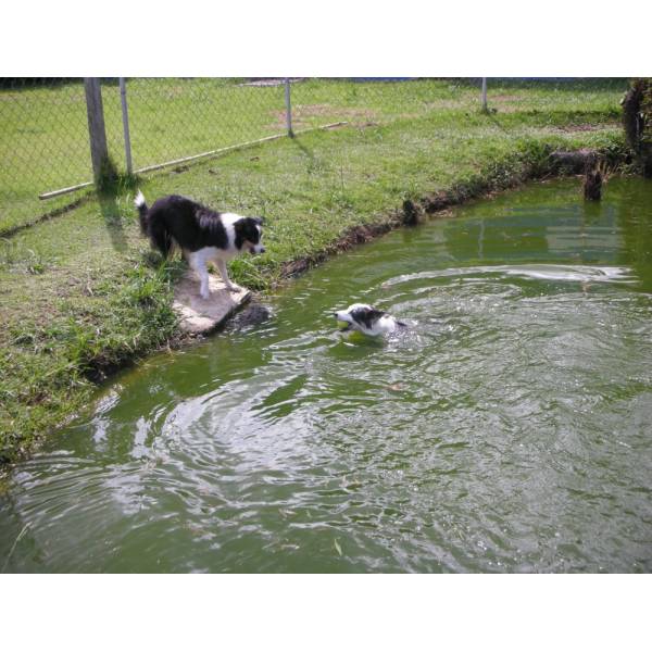 Preços de Hotel de Cachorros em Moema - Hotel para Cães em SP