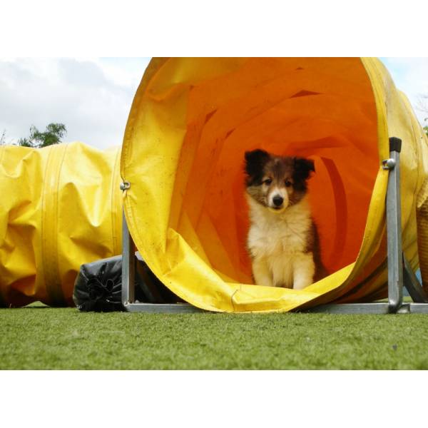 Preços de Hotel de Cão na Cidade Jardim - Hospedagem Canina