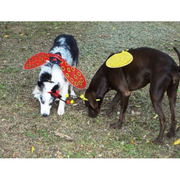 Preços de Hotel para Cachorro em Itapecerica da Serra - Hotel para Cães em SP