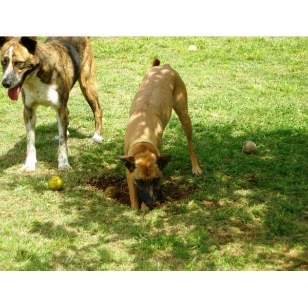 Preços de Hotel para Cachorros em Embu Guaçú - Hotel para Cachorro Quanto Custa