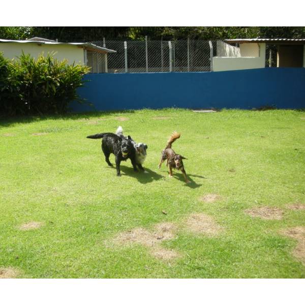 Preços de Hotel para Cães em Taboão da Serra - Hotel para Pequenos Cachorros