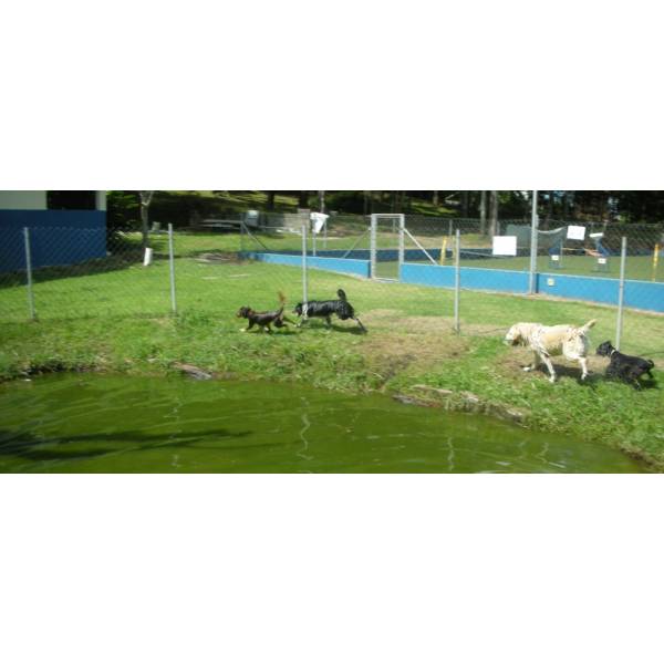 Preços de Hotel para Cão em Itapecerica da Serra - Hotel para Cães em SP