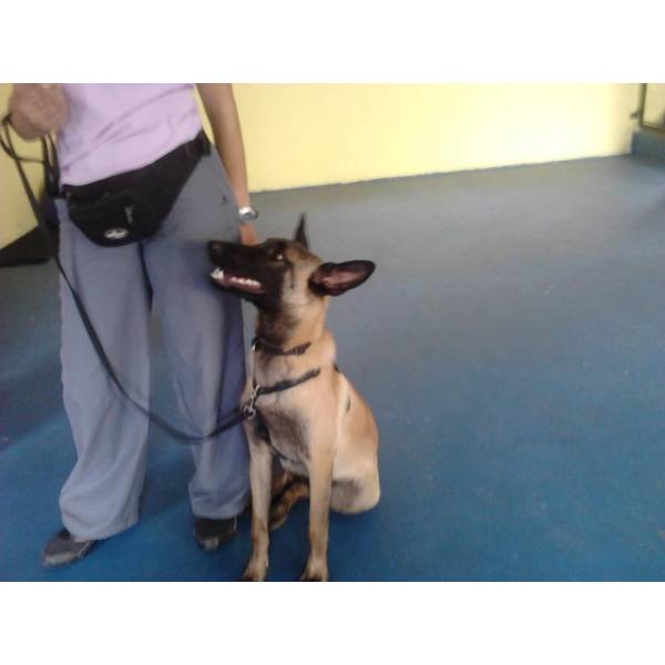 Quanto Custa Adestrador para Cão no Aeroporto - Empresa de Adestradores de Cães