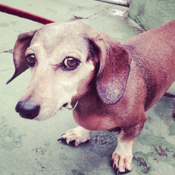 Quanto Custa Daycare de Cachorro em Barueri - Day Care Canino