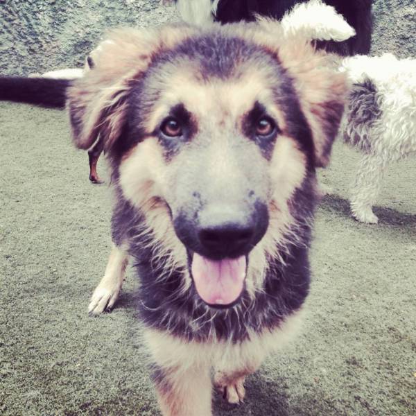 Quanto Custa Daycare de Cachorros no Ibirapuera - Dog Care em Santo Amaro