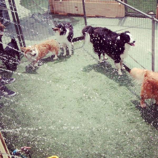 Quanto Custa Daycare de Cães no Jardim Paulistano - Pet Day Care