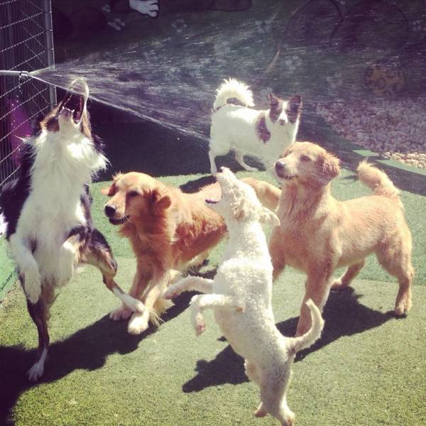 Quanto Custa Daycare de Cão  em Pinheiros - Day Care Canino