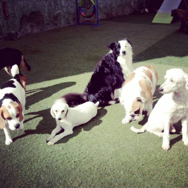 Quanto Custa Daycare no Campo Belo - Day Care Canino