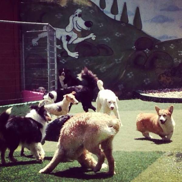 Quanto Custa Daycare para Cão  no Jaguaré - Pet Daycare