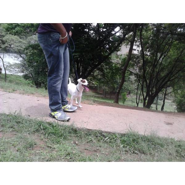 Quanto Custam Adestradores para Cão em Interlagos - Adestrador Canino Preço