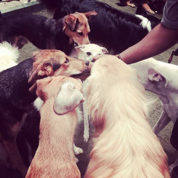 Serviço de Daycare Canino no Jardim São Luiz - Pet Day Care