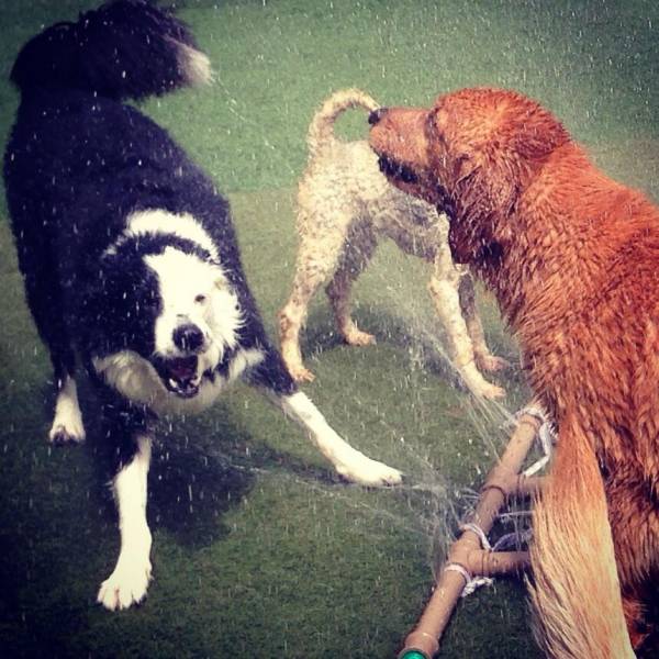 Serviço de Daycare de Cachorro em Interlagos - Day Care para Cães