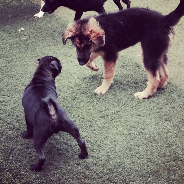 Serviço de Daycare de Cachorros na Água Branca - Day Care para Cães