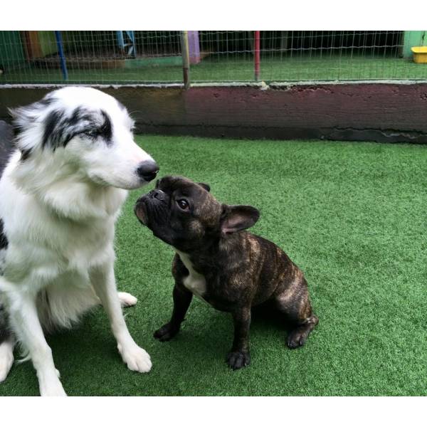 Serviço de Daycare de Cães em Cajamar - Dog Care na Zona Sul