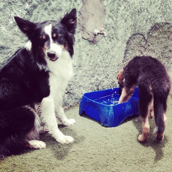 Serviço de Daycare para Cachorro em Moema - Day Care para Cães