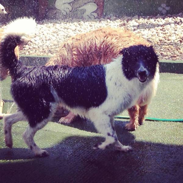 Serviço de Daycare para Cão  em Cotia - Day Care para Cães