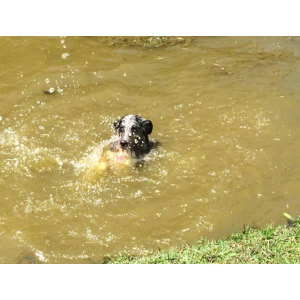 Serviço de Hotéis de Cachorro em Vargem Grande Paulista - Hotel para Cães na Zona Sul