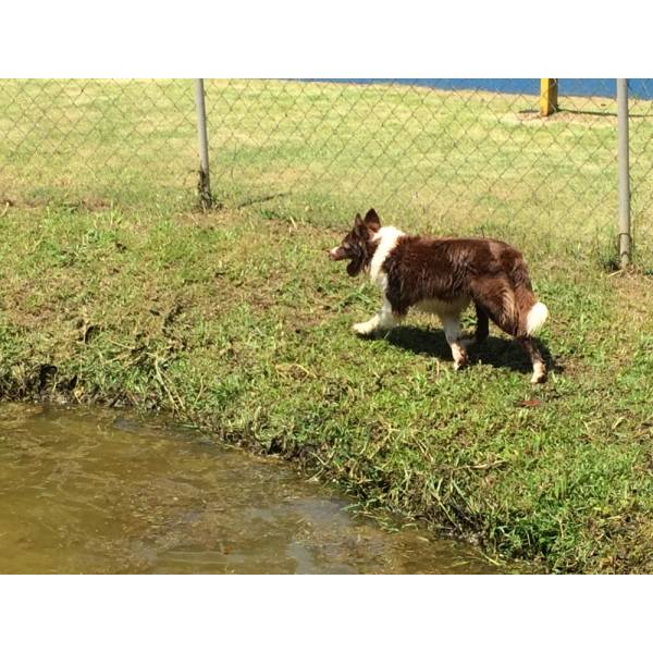 Serviço de Hotéis de Cachorros em Embu Guaçú - Hotel para Cães em São Paulo