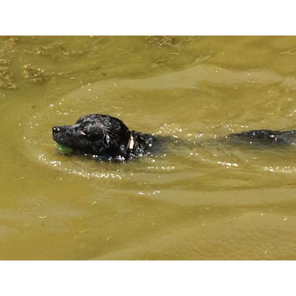 Serviço de Hotéis para Cães em Taboão da Serra - Hotel para Cães na Zona Oeste