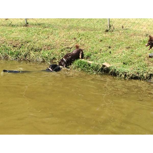 Serviço de Hotéis para Cão em Interlagos - Hotel para Cães na Berrini