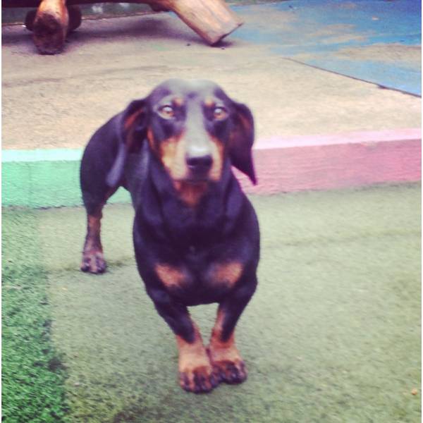 Serviço de Hoteizinhos para Cachorro  no Jockey Club - Hotelzinho para Cachorro SP