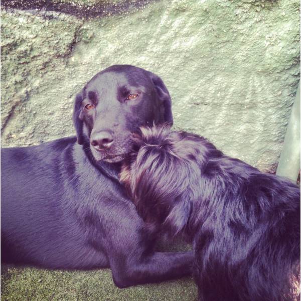 Serviço de Hoteizinhos para Cachorros  em Itapecerica da Serra - Hoteizinhos de Cães