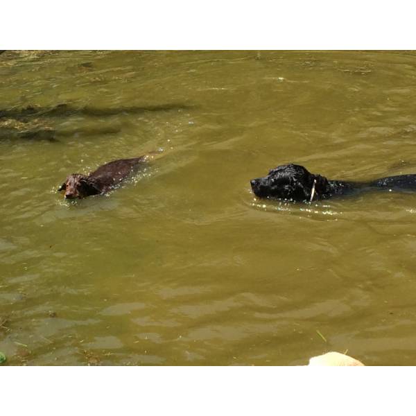 Serviço de Hotel de Cachorros em Itapecerica da Serra - Hotel para Cães na Zona Oeste