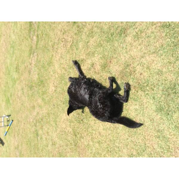 Serviço de Hotel de Cão no Jardim Paulista - Hotel para Cães na Berrini