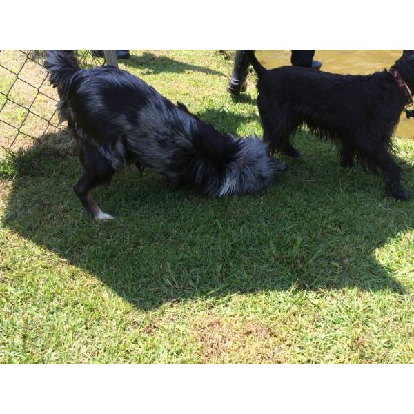 Serviço de Hotel para Cachorro na Lapa - Hotel para Cães na Berrini