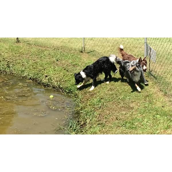 Serviço de Hotel para Cachorros na Vila Sônia - Preço de Hotel para Cachorro