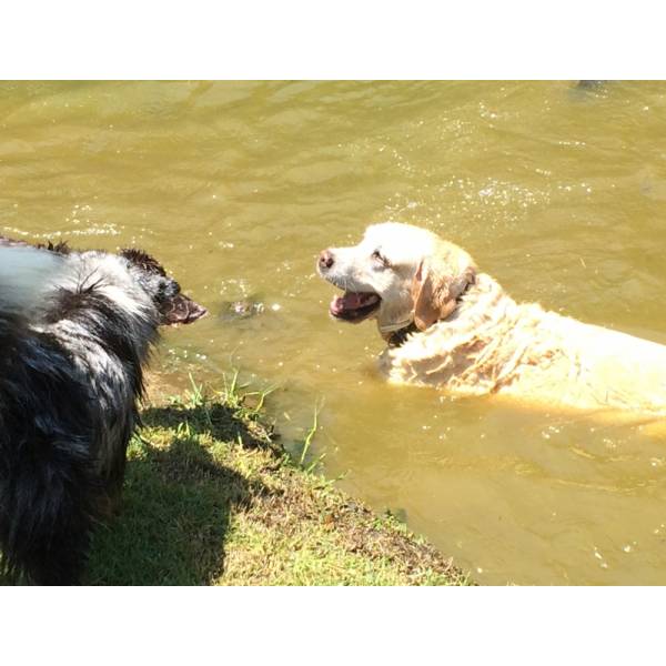 Serviço de Hotel para Cães na Cidade Jardim - Hotel para Cães na Berrini