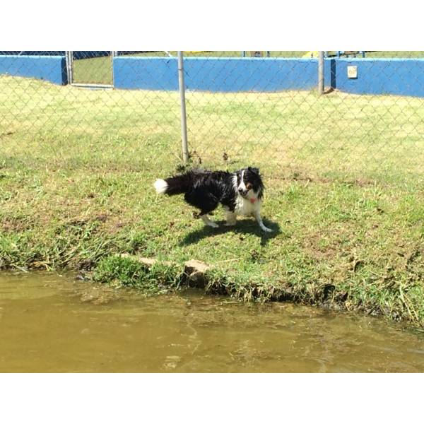 Serviço de Hotel para Cão em Carapicuíba - Hotel para Cães na Berrini