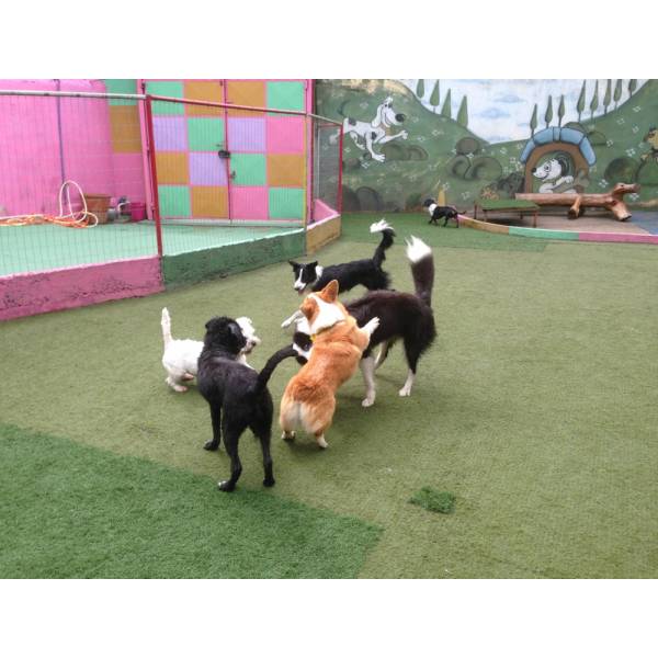 Serviço de Hotelzinho de Cachorros  em Cotia - Hotelzinho para Cães