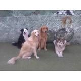 Achar adestradores para cachorro no Jardim Paulistano