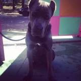 Adestradores para cachorro no Jardim Bonfiglioli