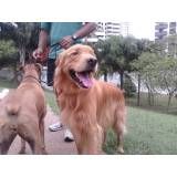 Adestramento de cãozinho no Jardim Paulista