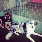 Creche canina