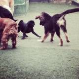 Creche de cão no Jardim Europa