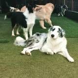 Daycare de cachorros no Jardim Europa