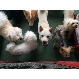 Daycare para cães em Taboão da Serra