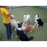 Empresa de adestrador para cachorro no Brooklin
