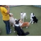 Empresa de adestrador para cachorro no Jardim Paulistano
