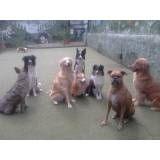 Empresa de adestrador para cão em Cotia
