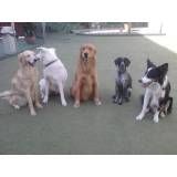 Empresa de adestradores para cão em Alphaville