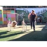 Empresa de adestramento de cães