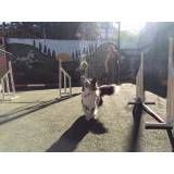 Empresa de adestramento para cachorros no Jardim Bonfiglioli